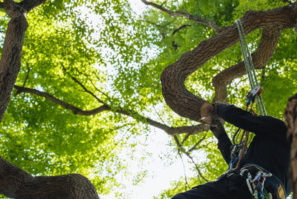 Élagage et soin des arbres